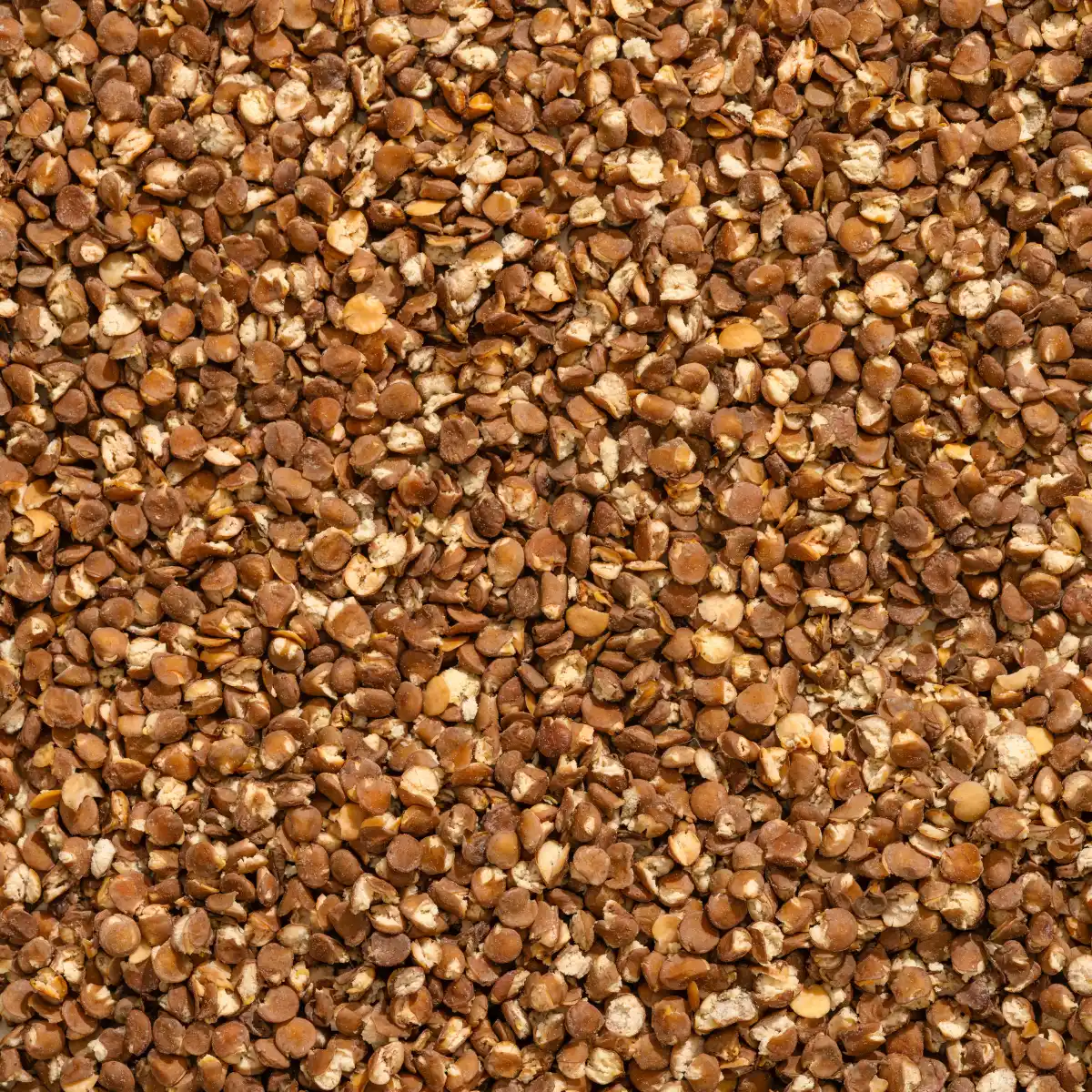 Et billede viser et makrooptagelse af NutriPurs røde linsesnacks